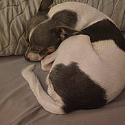 Rocky Blue joined the competition — help win amazing prizes! dog, sleeping, curled_up, bed, pillow, quilted, resting, pet, animal, cute, cozy, fur, white, brown, black, ears, tail, indoors, quiet, relaxation