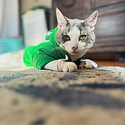 Poe joined the competition — help win amazing prizes! abyssinian, angora, animal, cat, egyptiancat, face, furniture, hardwood, head, indoors, interiordesign, kitten, manx, person, pet, photography, portrait, rock, sitting, wood