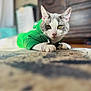 abyssinian, angora, animal, cat, egyptiancat, face, furniture, hardwood, head, indoors, interiordesign, kitten, manx, person, pet, photography, portrait, rock, sitting, wood