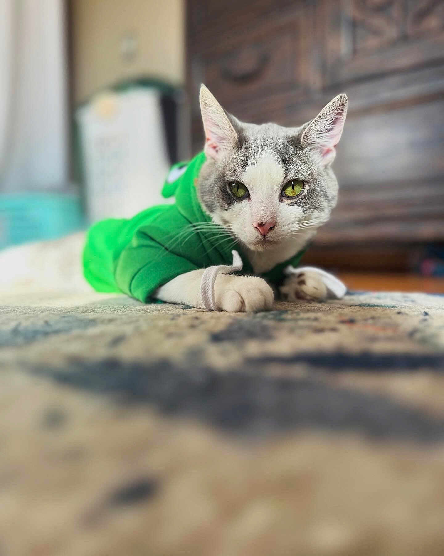 Poe joined the competition — help win amazing prizes! abyssinian, angora, animal, cat, egyptiancat, face, furniture, hardwood, head, indoors, interiordesign, kitten, manx, person, pet, photography, portrait, rock, sitting, wood
