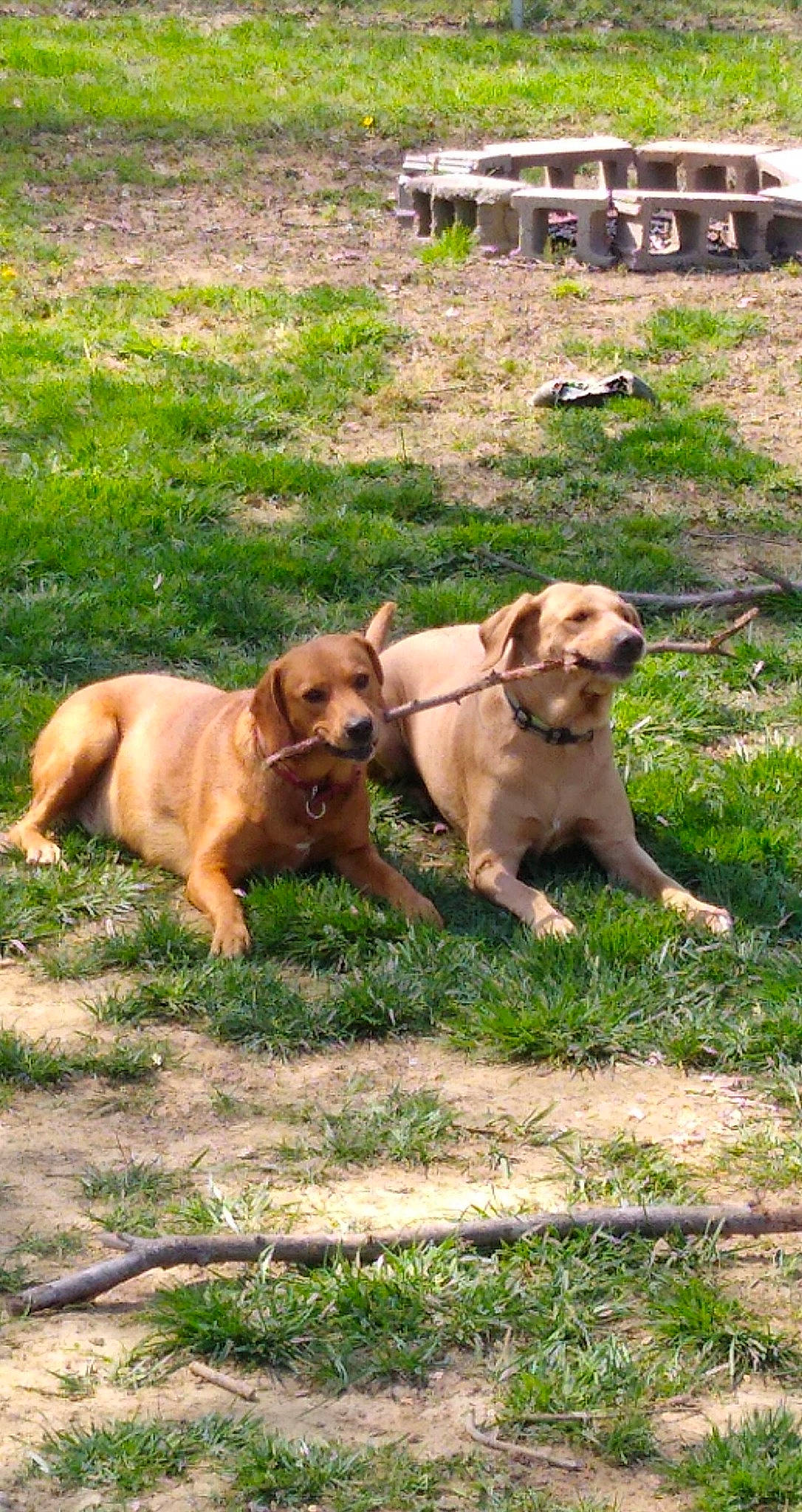 Yuna And Bear is registered to the contest to win money with this photo: building, canidae, carnivore, collar, companion_dog, dog, dog_breed, dog_collar, fawn, grass, gun_dog, hound, leash, liver, plant, retriever, snout, sporting_group, tail, working_animal