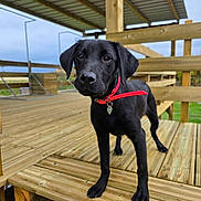 Ariat participe au concours pour gagner de l'argent avec cette photo : puppy, dog, black_dog, red_collar, wooden_deck, outdoor, pet, animal, curious, young_dog, canine, standing, wooden_structure, sky, nature, daytime, close_up, portrait, pet_collar, fence