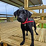 puppy, dog, black_dog, red_collar, wooden_deck, outdoor, pet, animal, curious, young_dog, canine, standing, wooden_structure, sky, nature, daytime, close_up, portrait, pet_collar, fence
