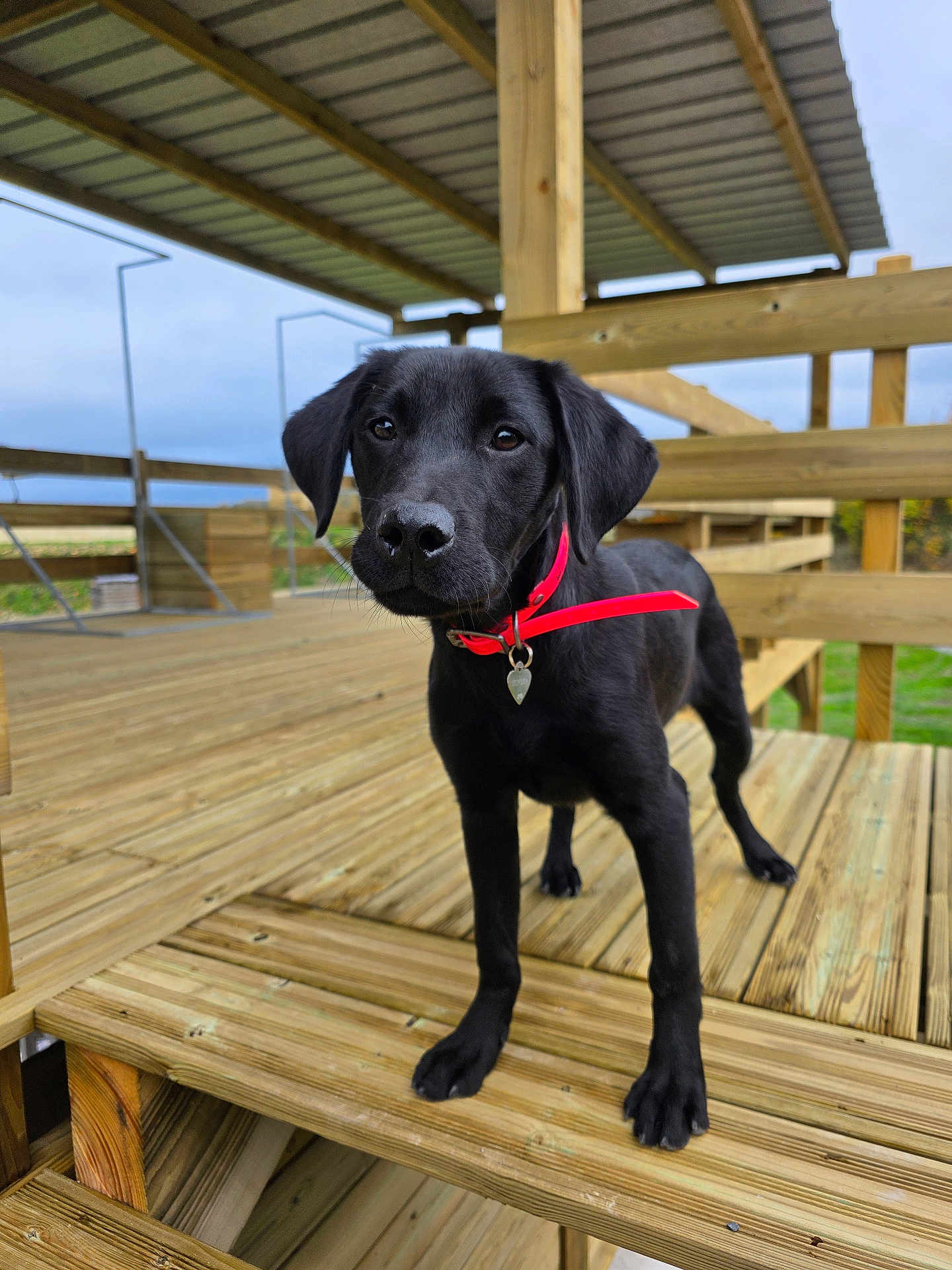 Ariat participe au concours pour gagner de l'argent avec cette photo : puppy, dog, black_dog, red_collar, wooden_deck, outdoor, pet, animal, curious, young_dog, canine, standing, wooden_structure, sky, nature, daytime, close_up, portrait, pet_collar, fence