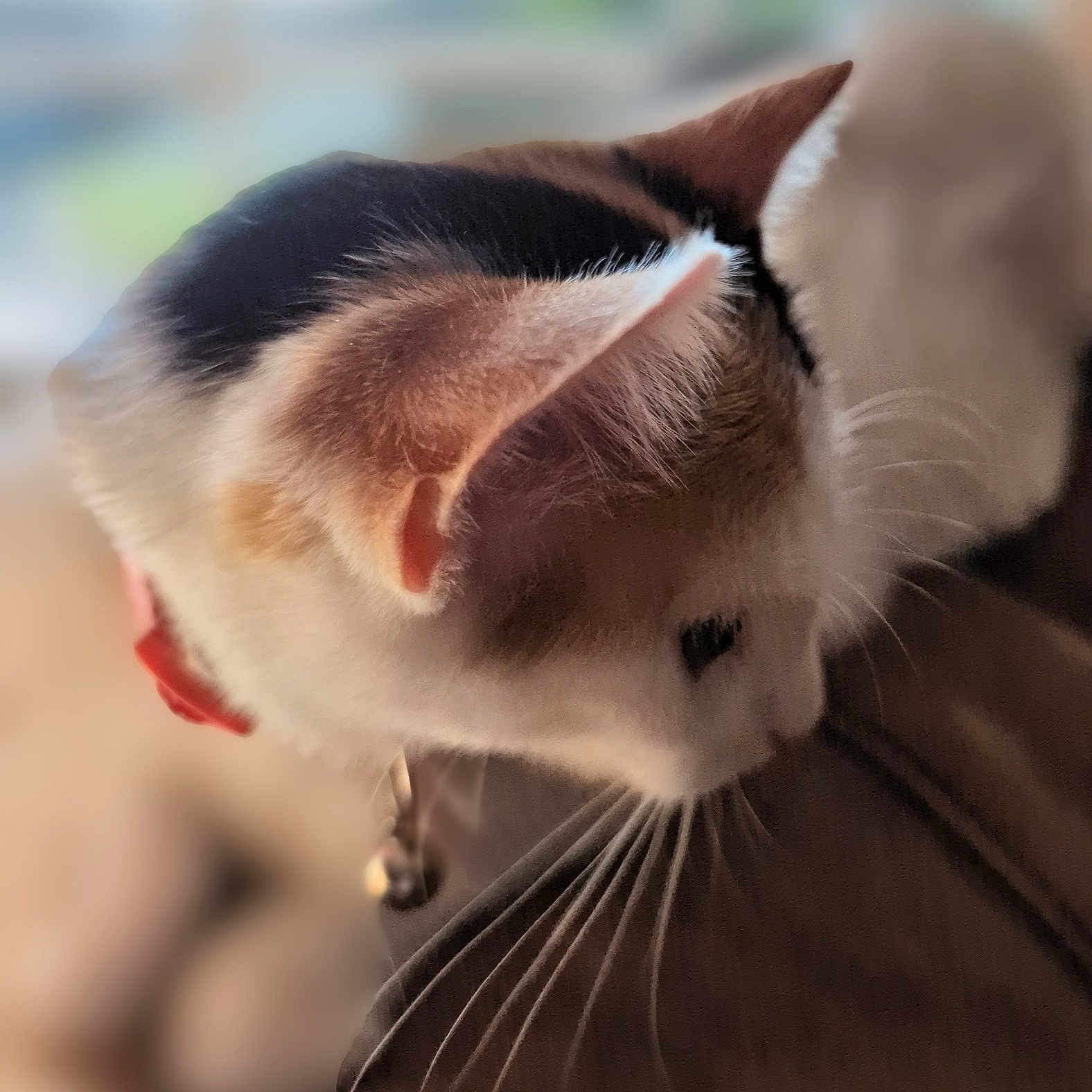 Kitty Patty joined the competition — help win amazing prizes! animal, bell, blurred_background, calico, cat, close_up, collar, curious, cute, domestic_animal, ear, feline, fur, head, indoor, mammal, pet, profile, soft_light, whiskers