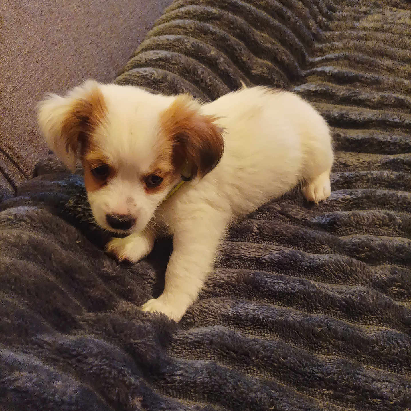 Flocon participe au concours pour gagner de l'argent avec cette photo : puppy, dog, pet, white, brown, cute, blanket, couch, indoor, fur, small, adorable, animal, playful, resting, cozy, texture, young, mammal, companion