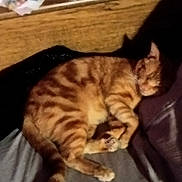 Milo joined the competition — help win amazing prizes! animal, bed, cat, cozy, cute, domestic_cat, feline, fur, indoor, napping, orange_tabby, paw, pet, relaxed, resting, sleeping, soft, striped, tail, whiskers