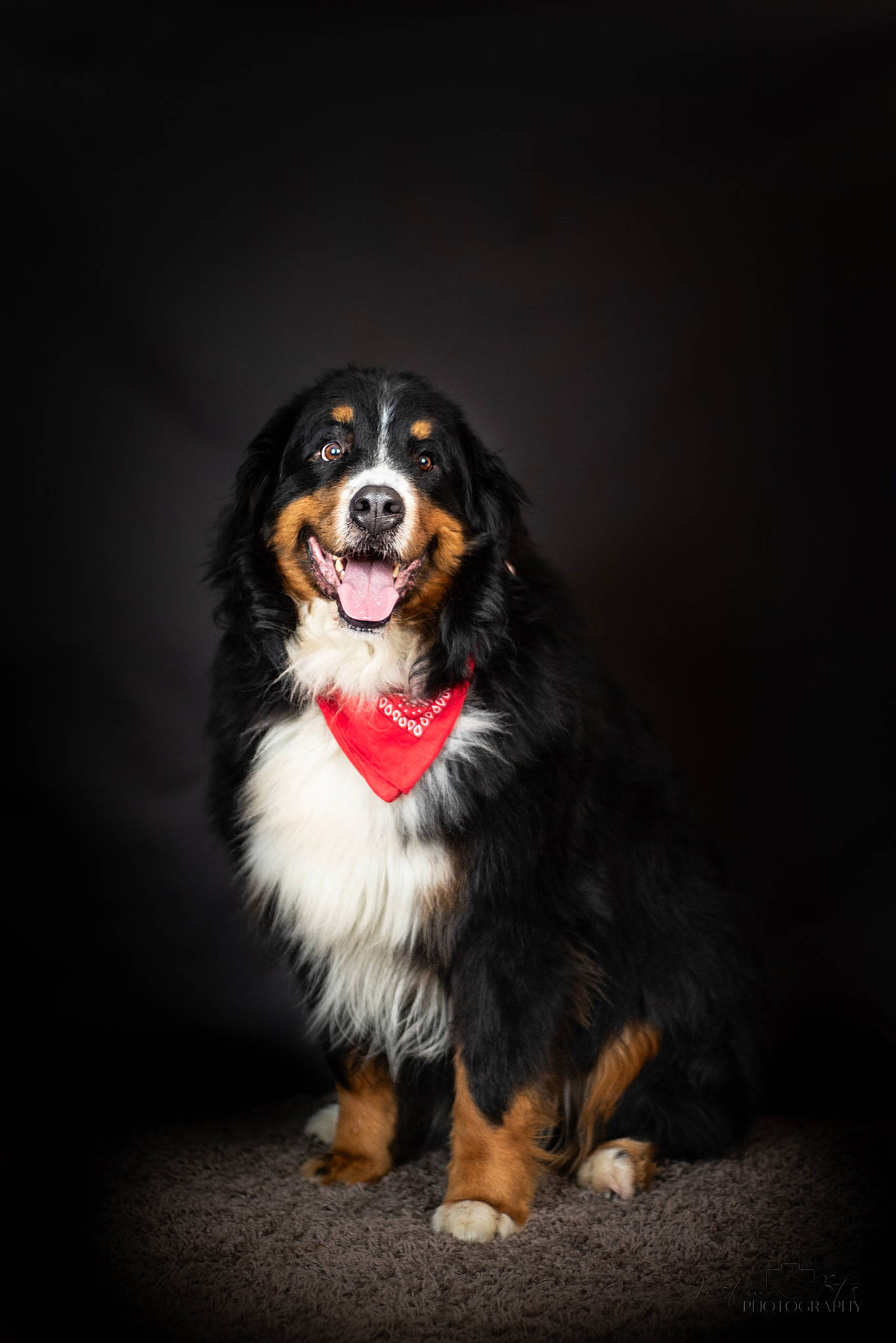 Boudha participe au concours pour gagner de l'argent avec cette photo : australian_shepherd, ball, bernese_mountain_dog, canidae, carnivore, companion_dog, darkness, dog, dog_breed, flash_photography, fur, herding_dog, scotch_collie, smile, snout, sporting_group, whiskers, working_dog