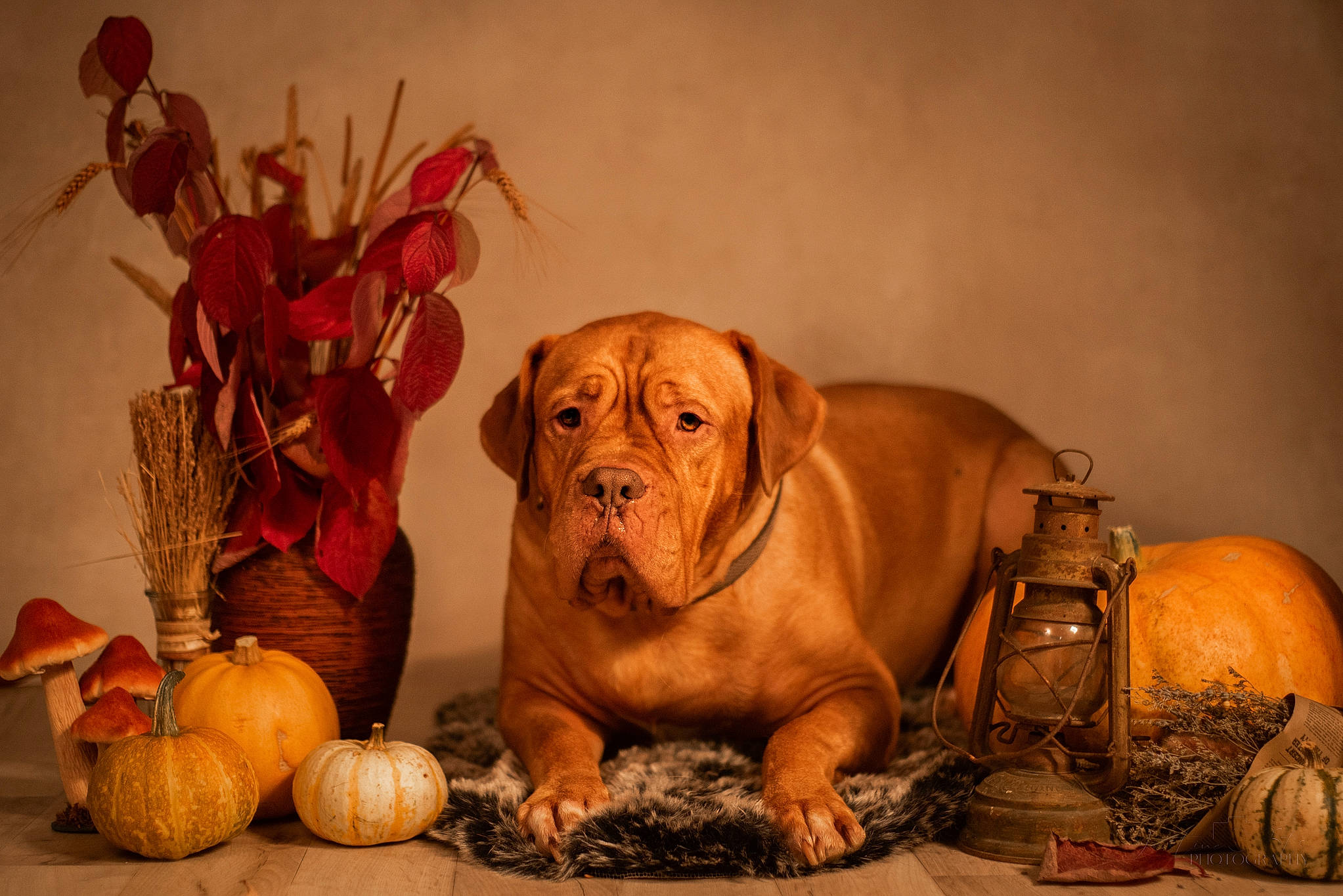 Atos a rejoint le concours — aidez-le/la à gagner de superbes lots ! art, ball, calabaza, carnivore, companion_dog, cucurbita, dog, dog_breed, fawn, gourd, liver, pumpkin, snout, sporting_group, terrestrial_animal, toy, vegetable, wood, working_animal, wrinkle