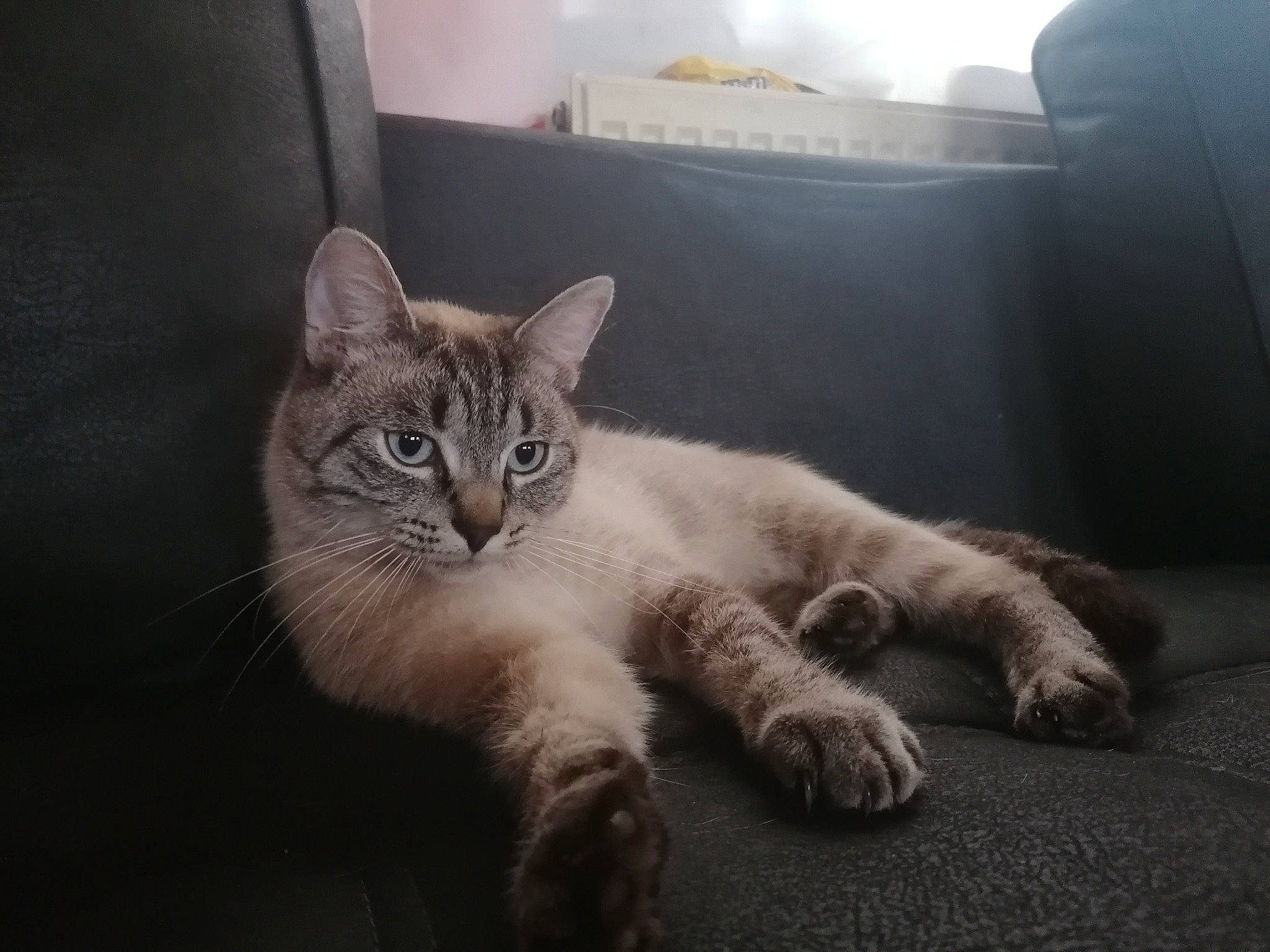 Cookie participe au concours pour gagner de l'argent avec cette photo : carnivore, cat, claw, comfort, darkness, domestic_short_haired_cat, eye, felidae, flooring, fur, grey, paw, sitting, small_to_medium_sized_cats, snout, tail, terrestrial_animal, whiskers, window, wood