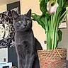 Maes participe au concours pour gagner de l'argent avec cette photo : cat, gray_cat, green_eyes, plant, calla_lily, woven_basket, indoor, decor, artwork, wall_hanging, table, furniture, pet, domestic_cat, houseplant, leaf, flower, portrait, sitting, curious