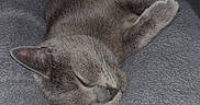 Maes a rejoint le concours — aidez-le/la à gagner de superbes lots ! animal, blanket, cat, cozy, cute, domestic_cat, feline, fur, gray_cat, indoor, mammal, nap, paws, pet, quiet, relaxation, resting, sleeping, soft_texture, whiskers