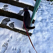 Maes participe au concours pour gagner de l'argent avec cette photo : cat, snow, steps, leash, paw_prints, outdoor, winter, footprints, hand, harness, animal, pet, gray_cat, cold, nature, walking, frozen, curious, climbing, daylight