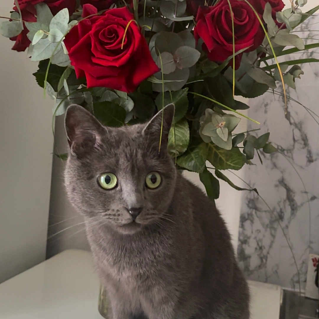 Maes a rejoint le concours — aidez-le/la à gagner de superbes lots ! cat, gray_cat, green_eyes, roses, red_roses, flowers, bouquet, indoor, table, plant, pet, cute, feline, sitting, domestic_animal, leaf, nature, still_life, houseplant, closeup