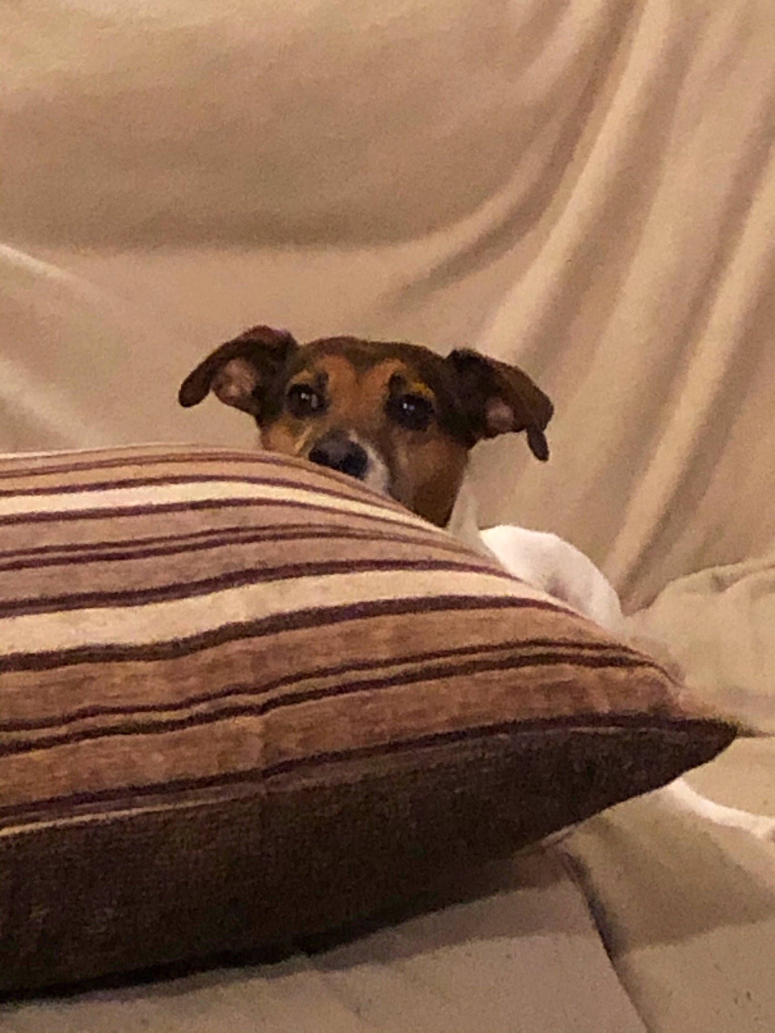 Russell joined the competition — help win amazing prizes! bedding, canidae, carnivore, comfort, companion_dog, dog, dog_breed, fawn, flooring, grey, hardwood, linens, paw, snout, sporting_group, terrestrial_animal, tints_and_shades, toy_dog, wood, working_animal