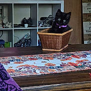 Astrid joined the competition — help win amazing prizes! kitten, black_cat, basket, table, table_runner, wooden_table, purple_collar, cubicle_shelf, decorative_items, cozy, indoor, home, furniture, wooden_wall, sign, curious, pet, animal, small, cute