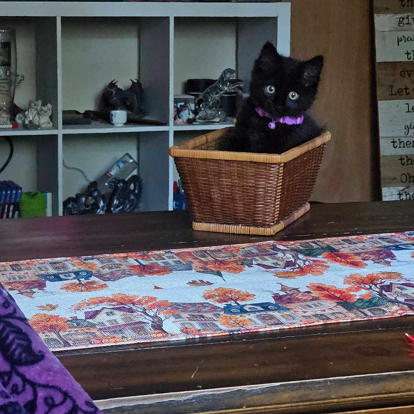 Astrid joined the competition — help win amazing prizes! kitten, black_cat, basket, table, table_runner, wooden_table, purple_collar, cubicle_shelf, decorative_items, cozy, indoor, home, furniture, wooden_wall, sign, curious, pet, animal, small, cute