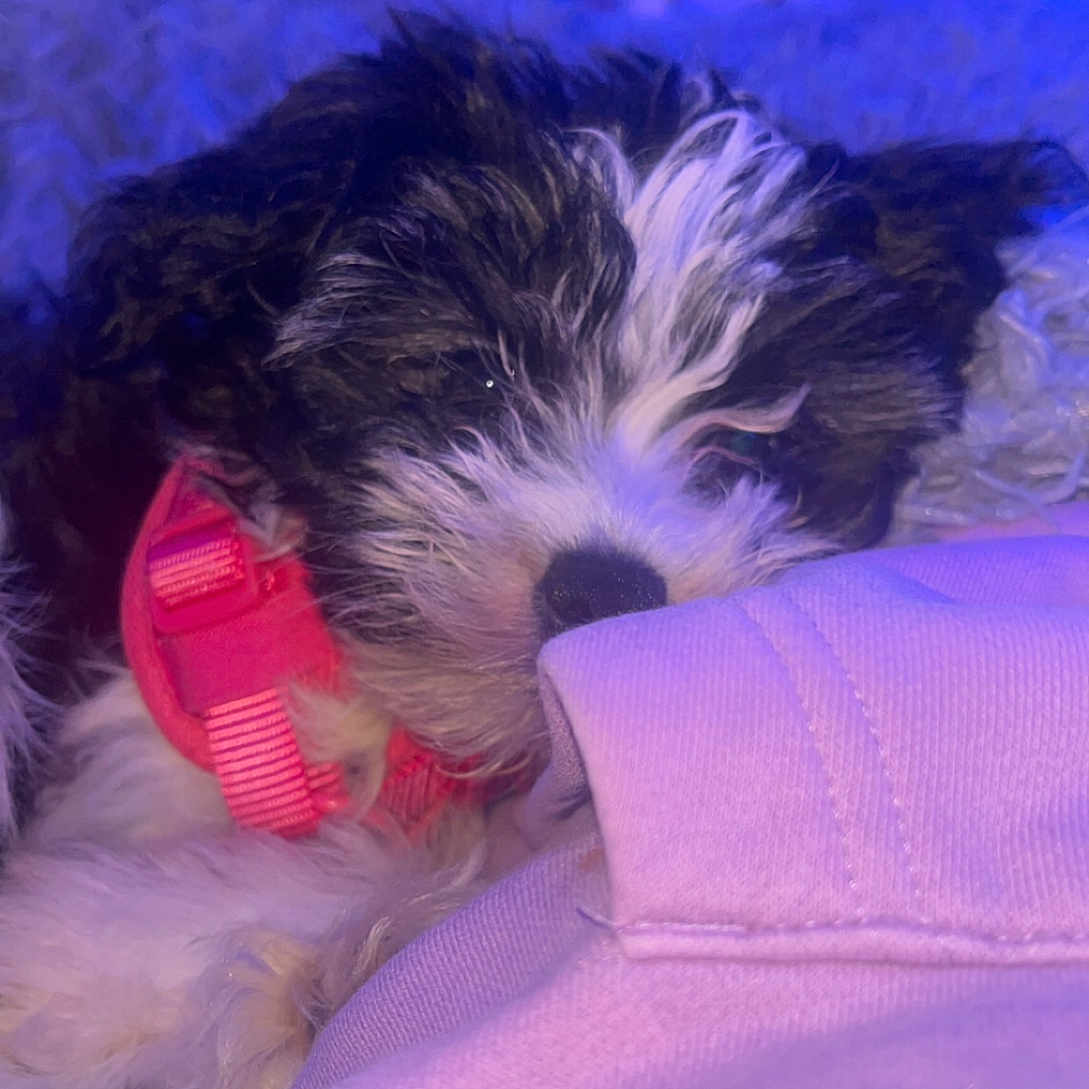 Bitsy B joined the competition — help win amazing prizes! animal, bed, black_and_white, closeup, collar, cozy, cute, dog, fabric, fur, indoors, pet, pink, puppy, resting, sleeping, snuggled, soft, warm, young