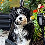 Bitsy B is registered to the contest to win money with this photo: puppy, dog, black_and_white, curly_fur, garden, planter, flowers, greenery, outdoor, cute, pet, animal, fur, young_dog, purple_hair_tie, garden_lights, soil, nature, adorable, sitting