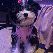 Bitsy B joined the competition — help win amazing prizes! puppy, dog, pet, indoor, carpet, bed, pink_bow, pink_harness, black_and_white, fluffy, cute, sitting, fur, animal, domestic_animal, bed_skirt, floor, canine, young_dog, adorable