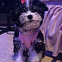 puppy, dog, pet, indoor, carpet, bed, pink_bow, pink_harness, black_and_white, fluffy, cute, sitting, fur, animal, domestic_animal, bed_skirt, floor, canine, young_dog, adorable