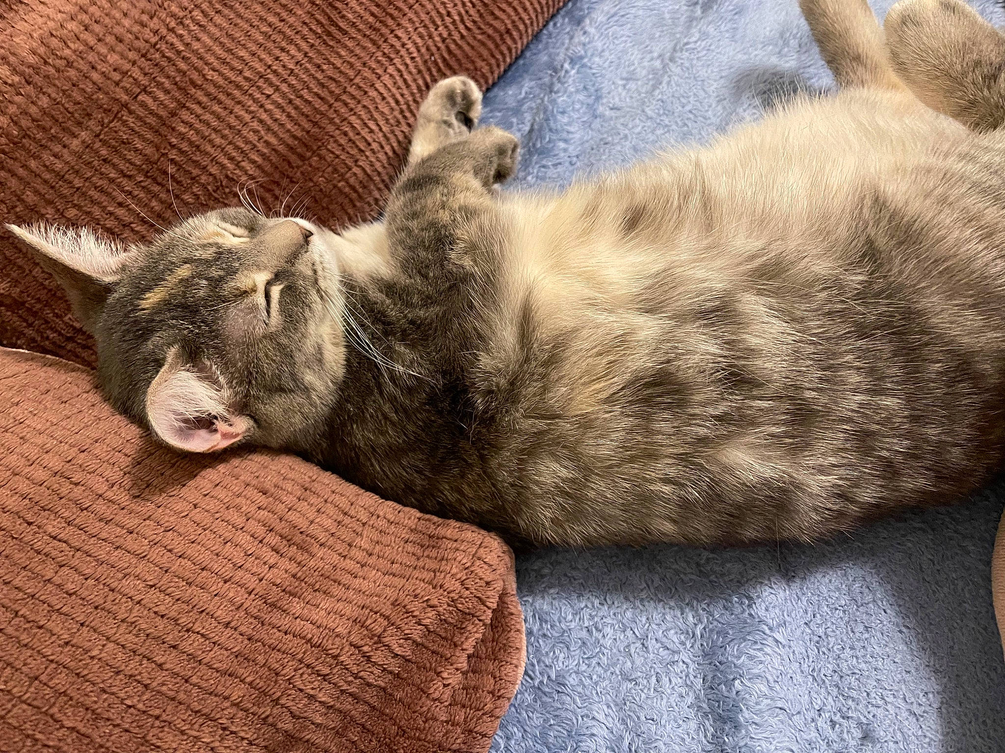 Jetta joined the competition — help win amazing prizes! carnivore, cat, claw, comfort, domestic_short_haired_cat, fawn, felidae, fur, grey, nap, paw, sleep, small_to_medium_sized_cats, snout, tail, terrestrial_animal, whiskers, wildlife, wood