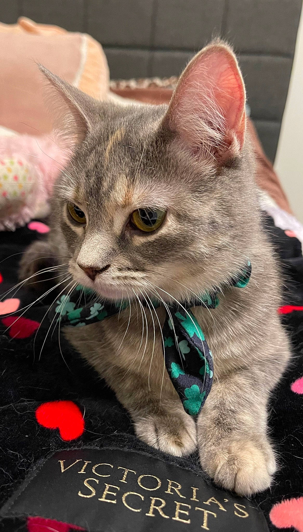 Jetta is registered to the contest to win money with this photo: carnivore, cat, cat_supply, claw, domestic_short_haired_cat, event, felidae, fur, paw, photo_caption, small_to_medium_sized_cats, snout, terrestrial_animal, whiskers