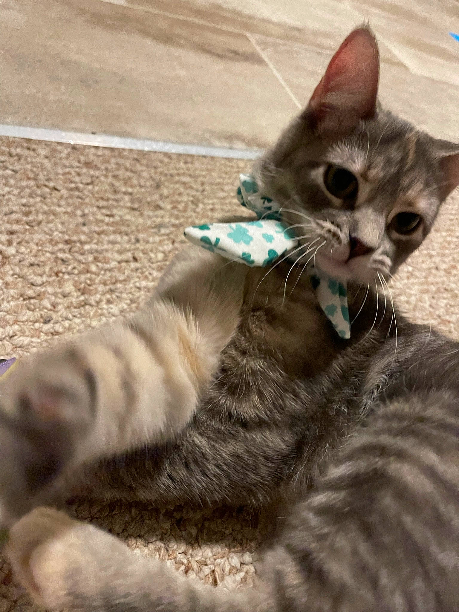 Jetta is registered to the contest to win money with this photo: carnivore, cat, claw, comfort, domestic_short_haired_cat, fawn, felidae, fur, paw, sand, sitting, small_to_medium_sized_cats, snout, tail, terrestrial_animal, whiskers