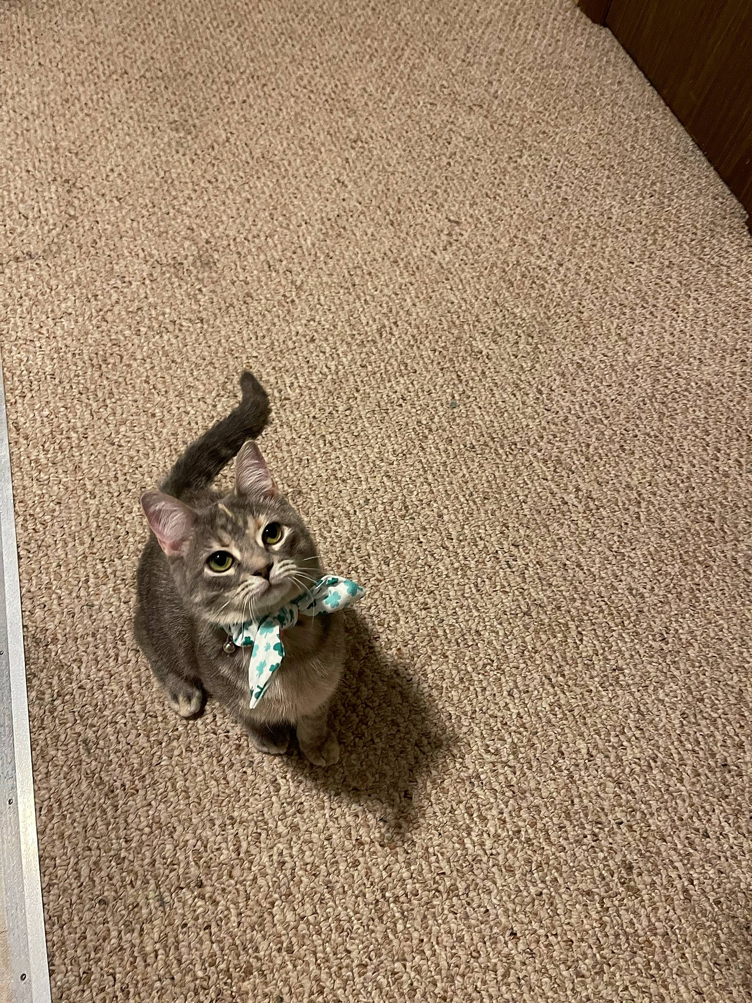 Jetta is registered to the contest to win money with this photo: asphalt, carnivore, cat, domestic_short_haired_cat, felidae, floor, flooring, fur, grass, grey, hardwood, road_surface, sand, small_to_medium_sized_cats, snout, soil, tail, terrestrial_animal, whiskers, wood