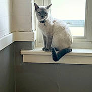 Stains Marie is registered to the contest to win money with this photo: animal, bell, calm, cat, collar, feline, gray_wall, house, indoor, light, looking, pet, quiet, shadow, siamese_cat, sitting, tail, white_window_frame, window, windowsill