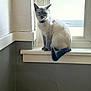 animal, bell, calm, cat, collar, feline, gray_wall, house, indoor, light, looking, pet, quiet, shadow, siamese_cat, sitting, tail, white_window_frame, window, windowsill