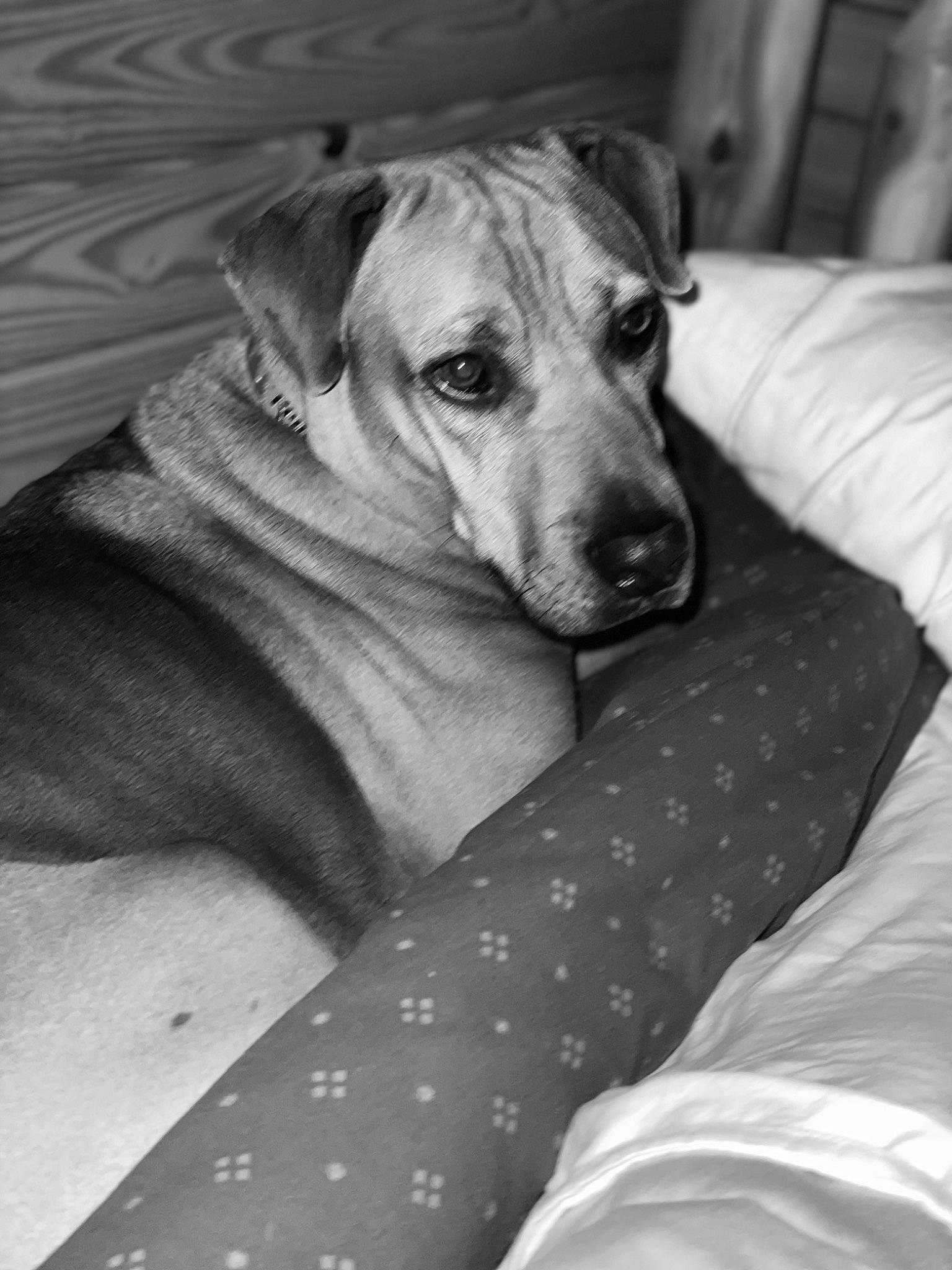 Copper is registered to the contest to win money with this photo: black, black_and_white, carnivore, comfort, companion_dog, dog, dog_breed, fawn, grey, linens, monochrome, monochrome_photography, pattern, pet_supply, snout, sporting_group, style, terrestrial_animal, whiskers, working_animal