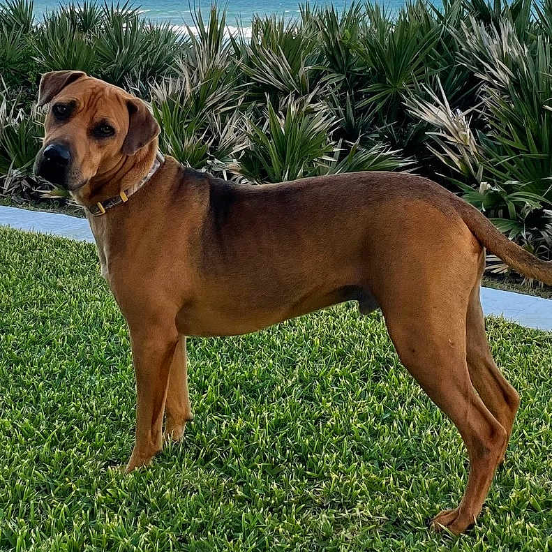 Copper