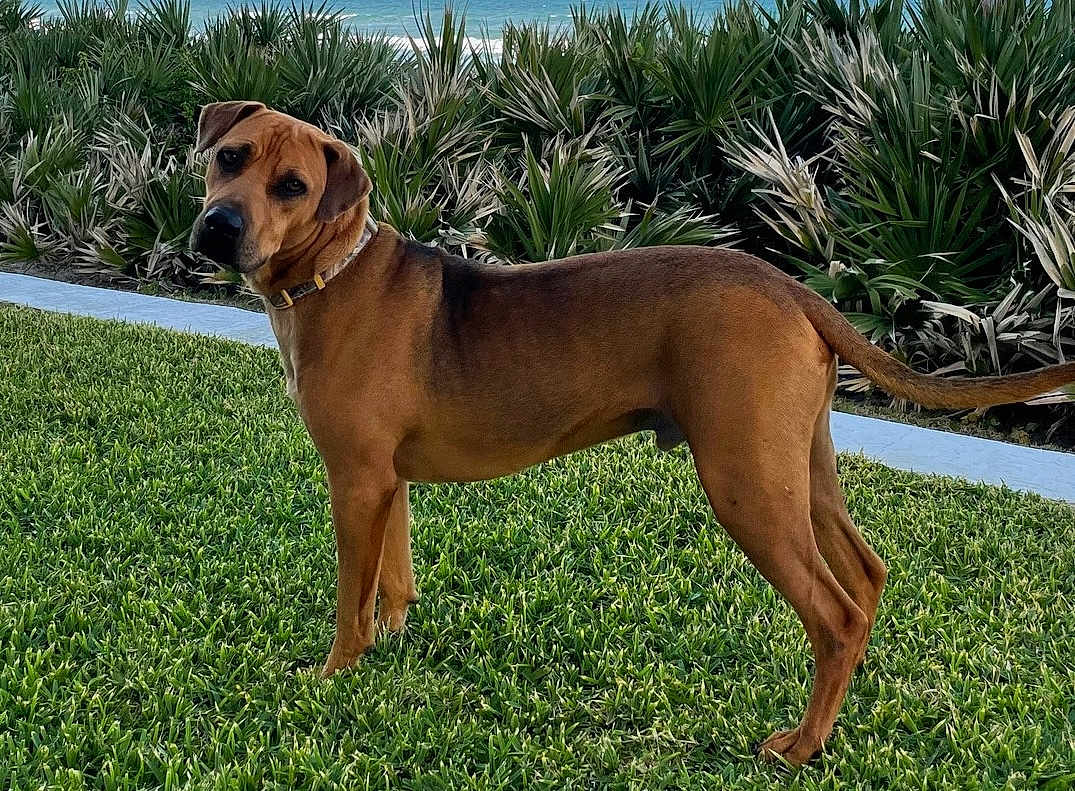Copper