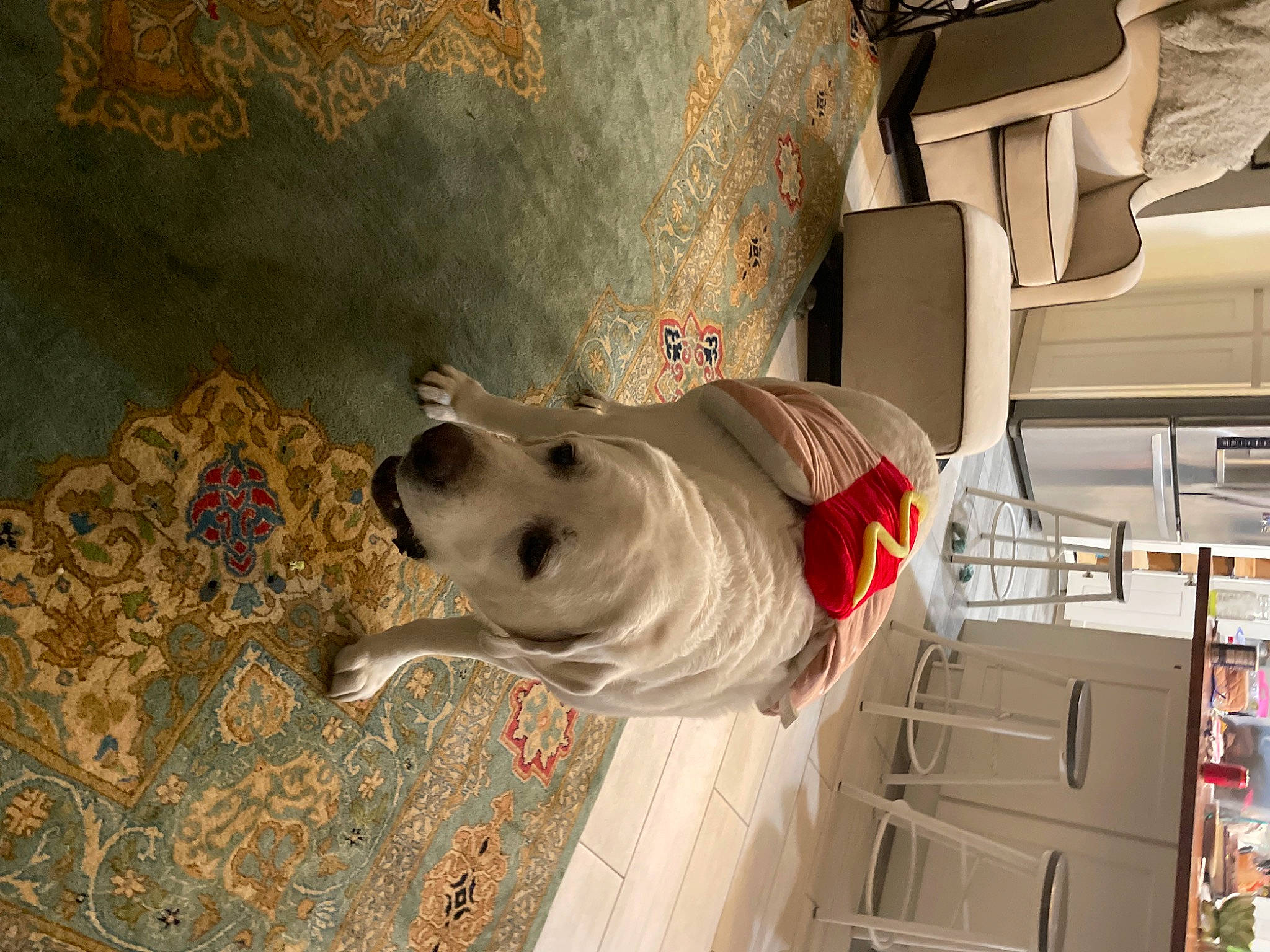 Bobby is registered to the contest to win money with this photo: art, automotive_design, building, canidae, carnivore, ceiling, companion_dog, dog, dog_breed, fawn, flooring, house, plant, room, sculpture, snout, sporting_group, stairs, visual_arts, wood