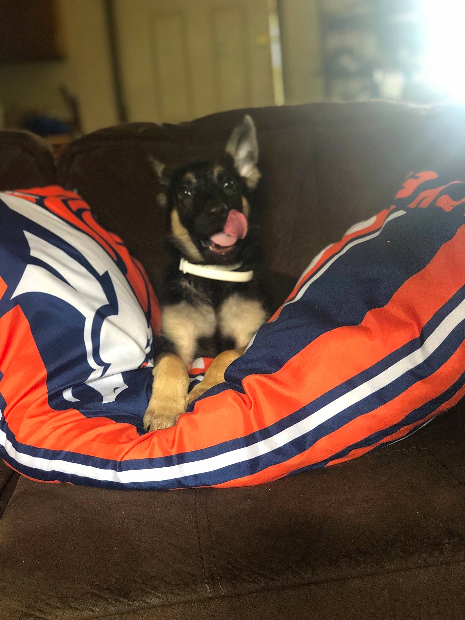 Duke Devil is registered to the contest to win money with this photo: canidae, carnivore, companion_dog, dog, dog_bed, dog_breed, miniature_pinscher, non_sporting_group, sporting_group