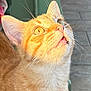 cat, orange_tabby, close_up, whiskers, fur, curious, looking_up, mouth_open, sunlight, outdoor, tiles, green_chair, pet, animal, cute, feline, portrait, domestic_cat, ears, eyes