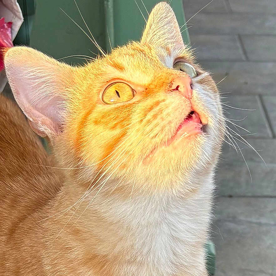 Kenzo a rejoint le concours — aidez-le/la à gagner de superbes lots ! animal, cat, close_up, curious, cute, domestic_cat, ears, eyes, feline, fur, green_chair, looking_up, mouth_open, orange_tabby, outdoor, pet, portrait, sunlight, tiles, whiskers