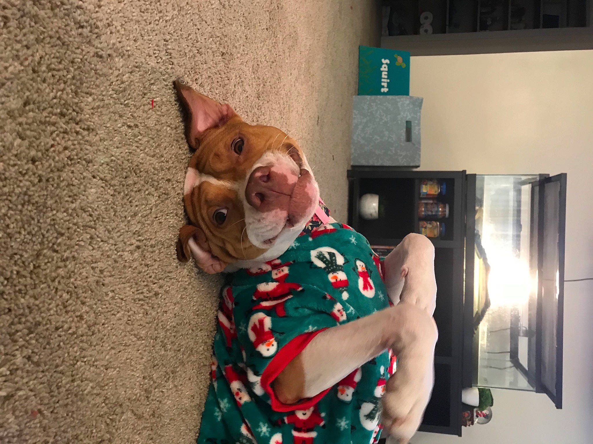 Jada joined the competition — help win amazing prizes! bulldog, canidae, carnivore, companion_dog, dog, dog_breed, dog_clothes, dog_supply, fawn, french_bulldog, kitchen_appliance, liver, molosser, non_sporting_group, refrigerator, snout, sporting_group, toy_dog, working_dog