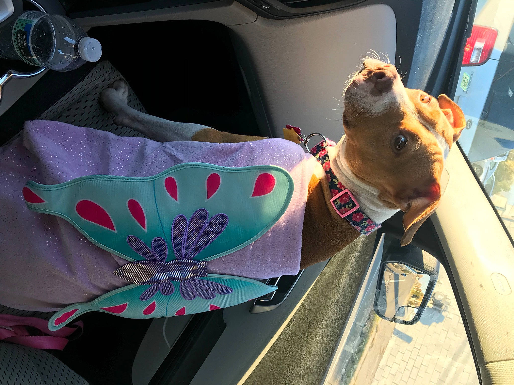 Jada joined the competition — help win amazing prizes! arthropod, butterfly, canidae, carnivore, collar, companion_dog, dog, dog_breed, dog_collar, insect, leash, moths_and_butterflies, pet_supply, pink, pollinator, snout, sporting_group, teal, vehicle_door, working_animal