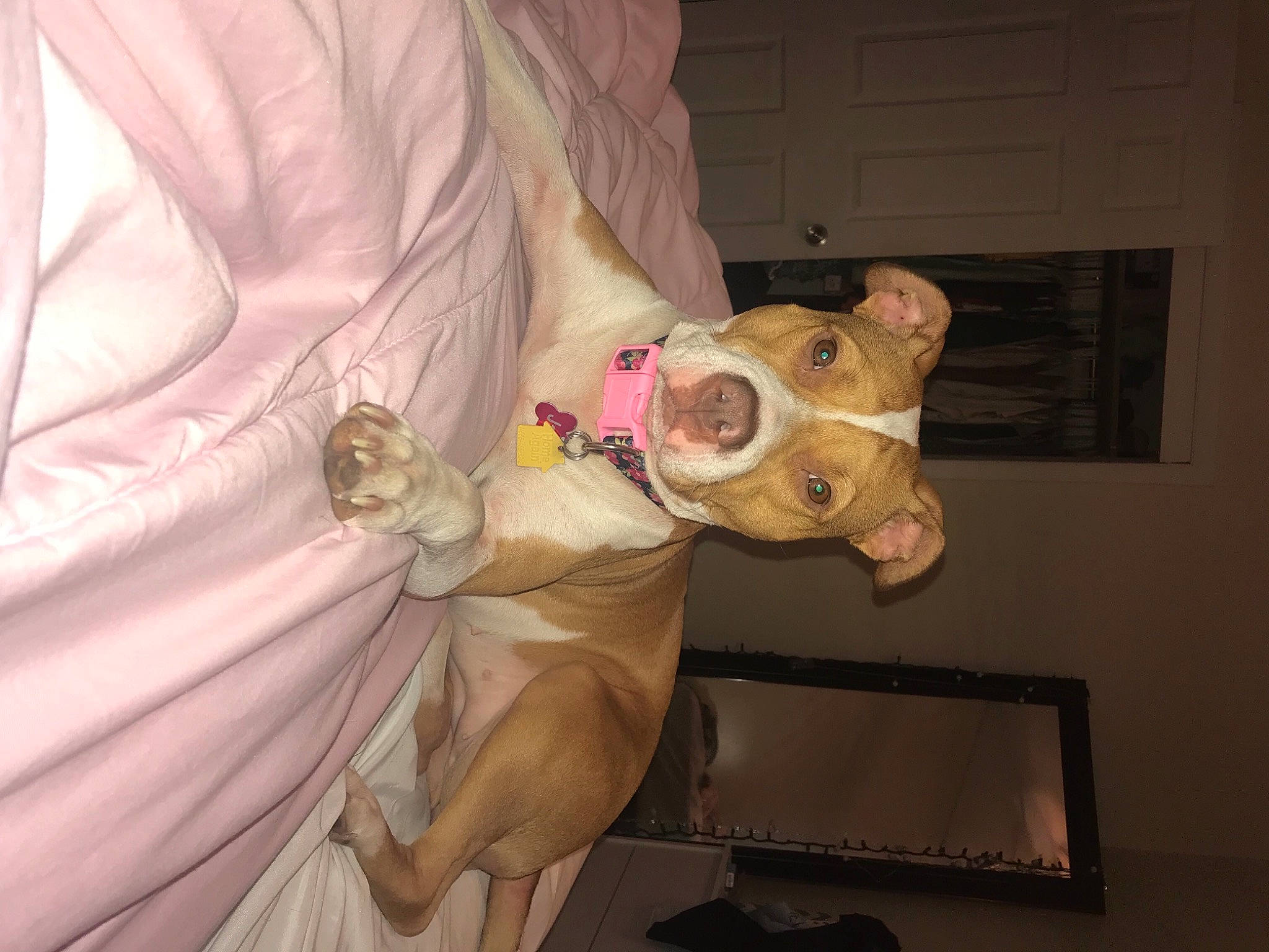 Jada is registered to the contest to win money with this photo: american_pit_bull_terrier, american_staffordshire_terrier, canidae, carnivore, collar, companion_dog, dog, dog_breed, dog_clothes, dog_collar, dog_supply, fawn, liver, non_sporting_group, pet_supply, snout, sporting_group, working_animal, working_dog