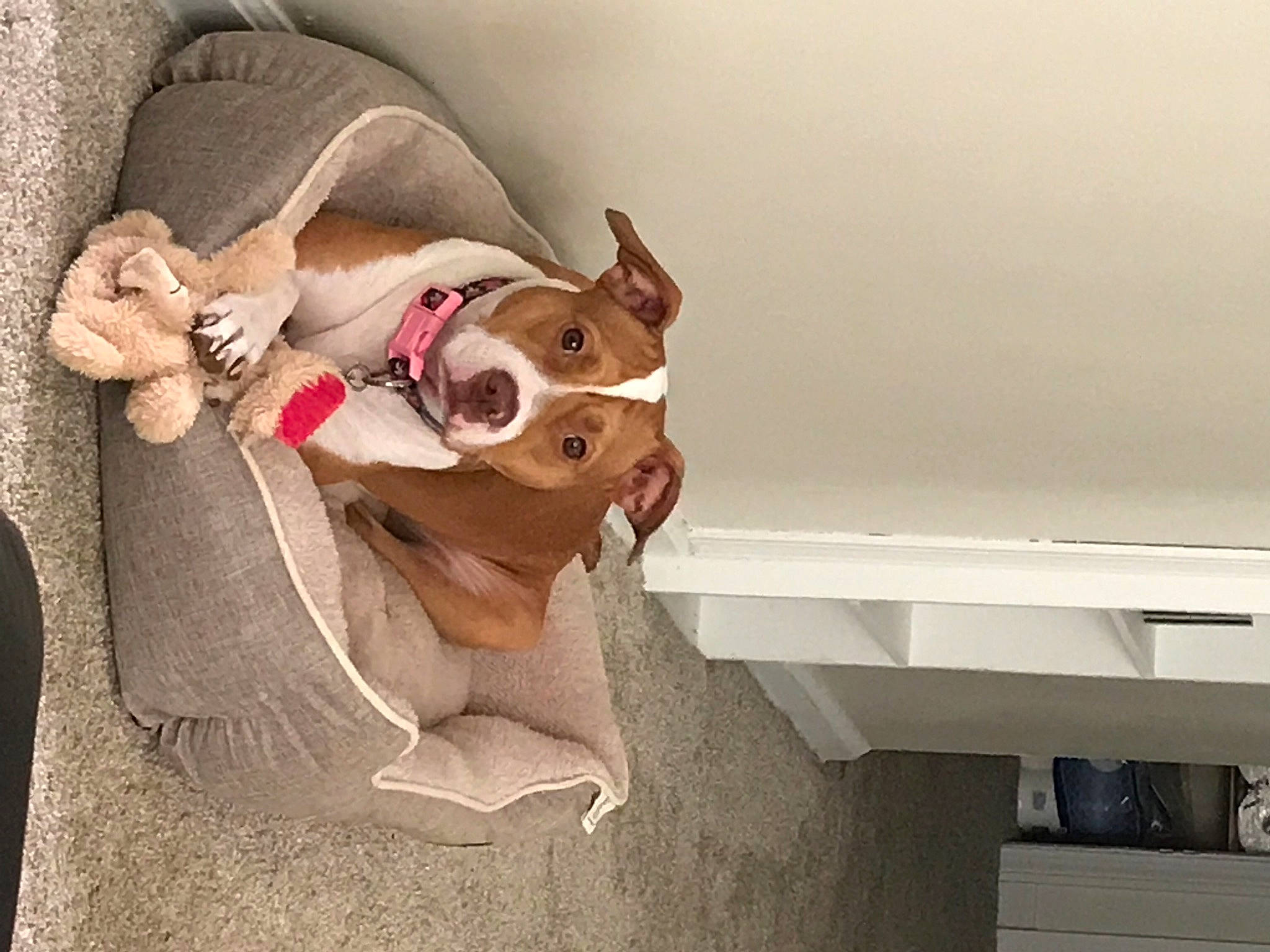 Jada joined the competition — help win amazing prizes! canidae, carnivore, collar, companion_dog, dog, dog_breed, dog_collar, dog_supply, fawn, liver, non_sporting_group, pet_supply, snout, sporting_group, tongue, working_animal, working_dog