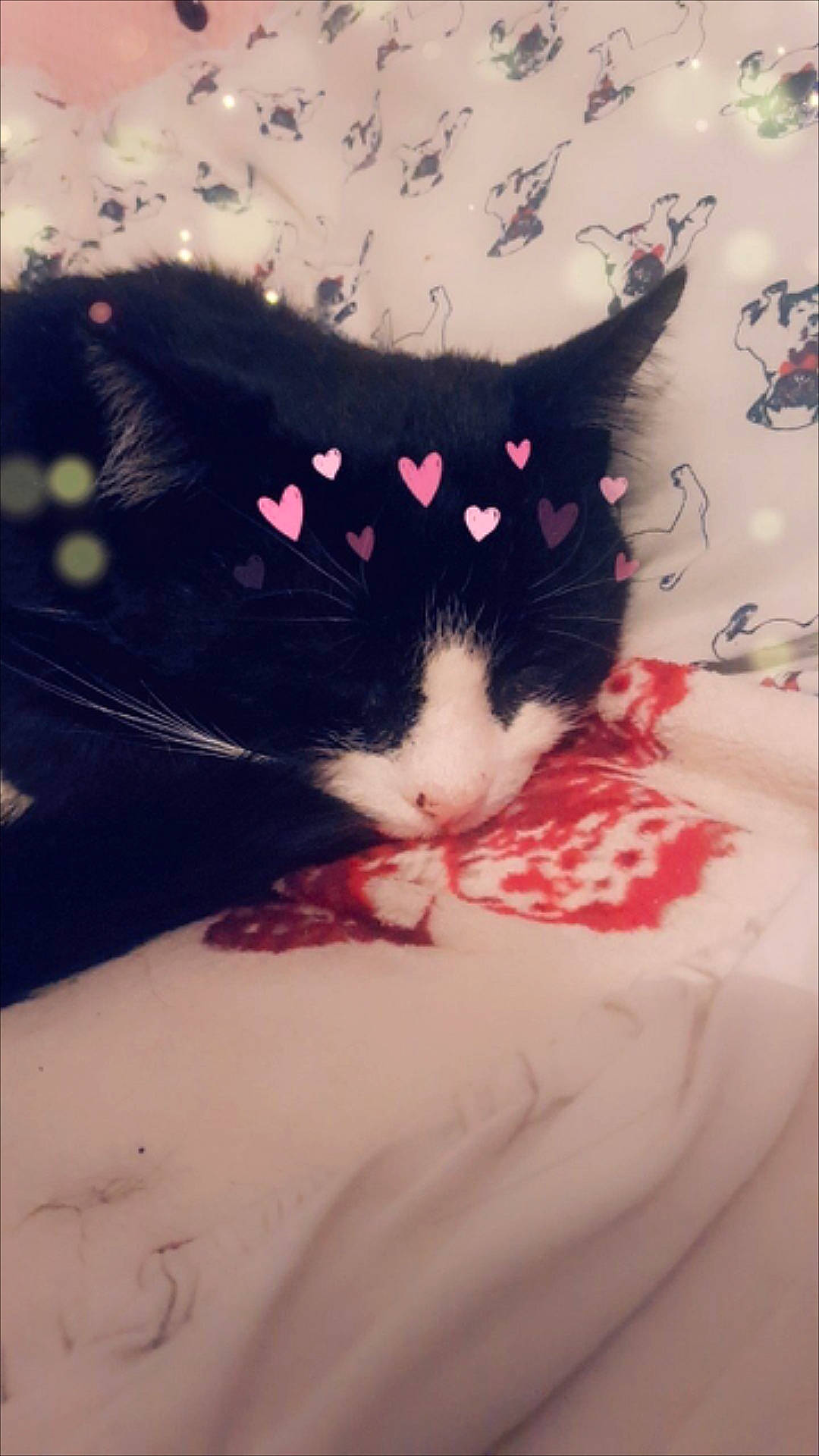 Blacky is registered to the contest to win money with this photo: black_hair, carnivore, cat, ear, eye, felidae, fur, kitten, small_to_medium_sized_cats, snout, whiskers