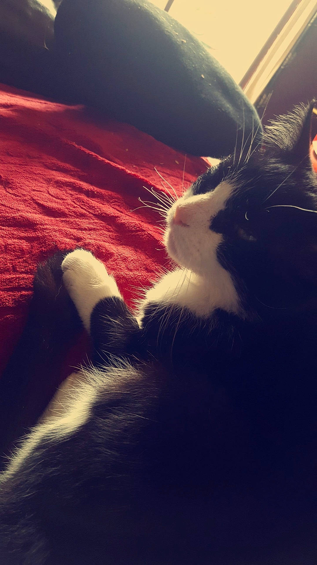 Blacky is registered to the contest to win money with this photo: beauty, carnivore, cat, cloud, eye, felidae, fur, kitten, leg, light, meteorological_phenomenon, nose, red, sand, sky, small_to_medium_sized_cats, snout, sunlight, tail, whiskers