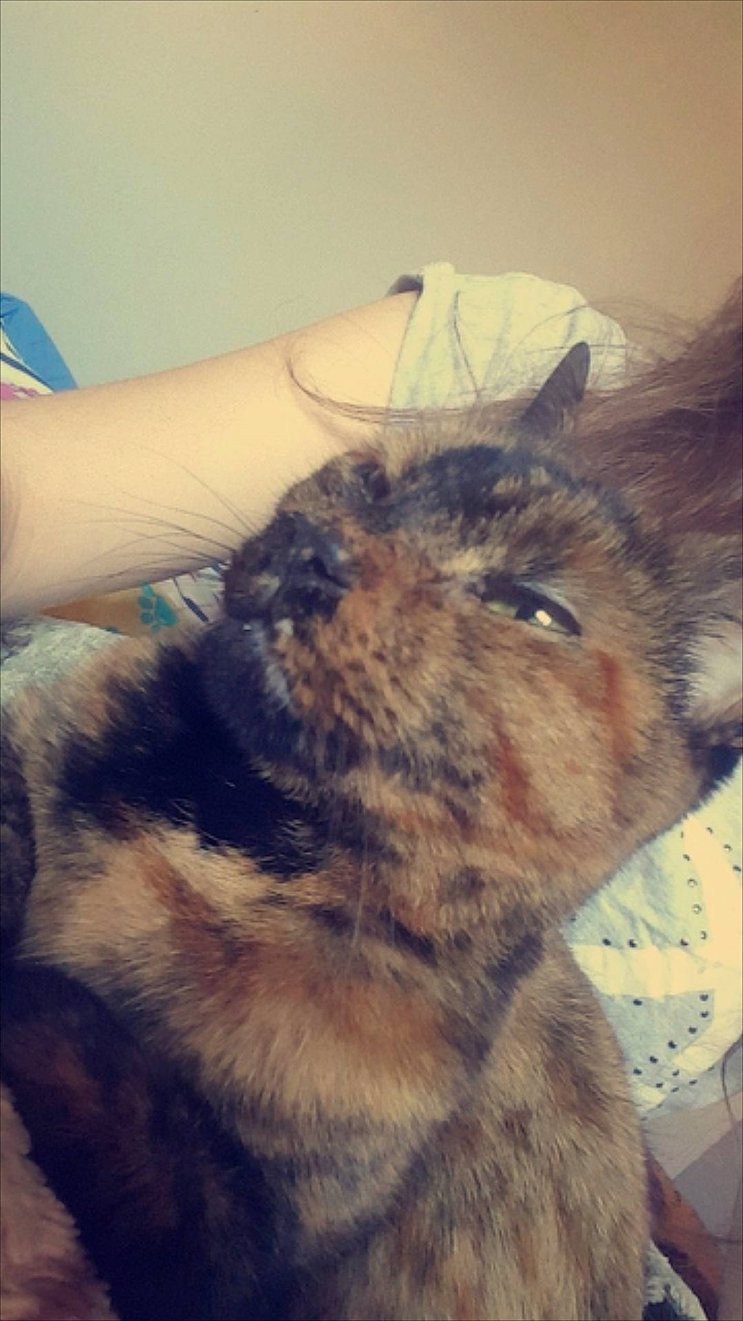 Angel is registered to the contest to win money with this photo: cairn_terrier, canidae, carnivore, cat, dog_breed, ear, felidae, fur, neck, selfie, whiskers