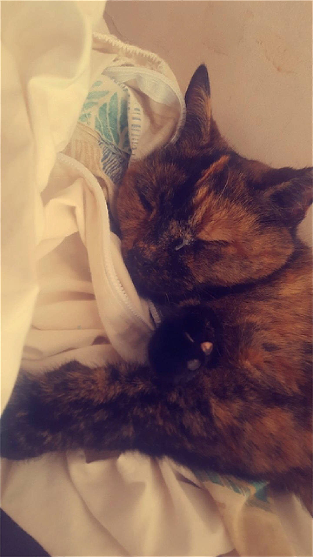 Angel is registered to the contest to win money with this photo: asian, black_cat, carnivore, cat, domestic_short_haired_cat, ear, eye, fawn, felidae, fur, german_rex, kitten, nap, sleep, small_to_medium_sized_cats, snout, tail, whiskers