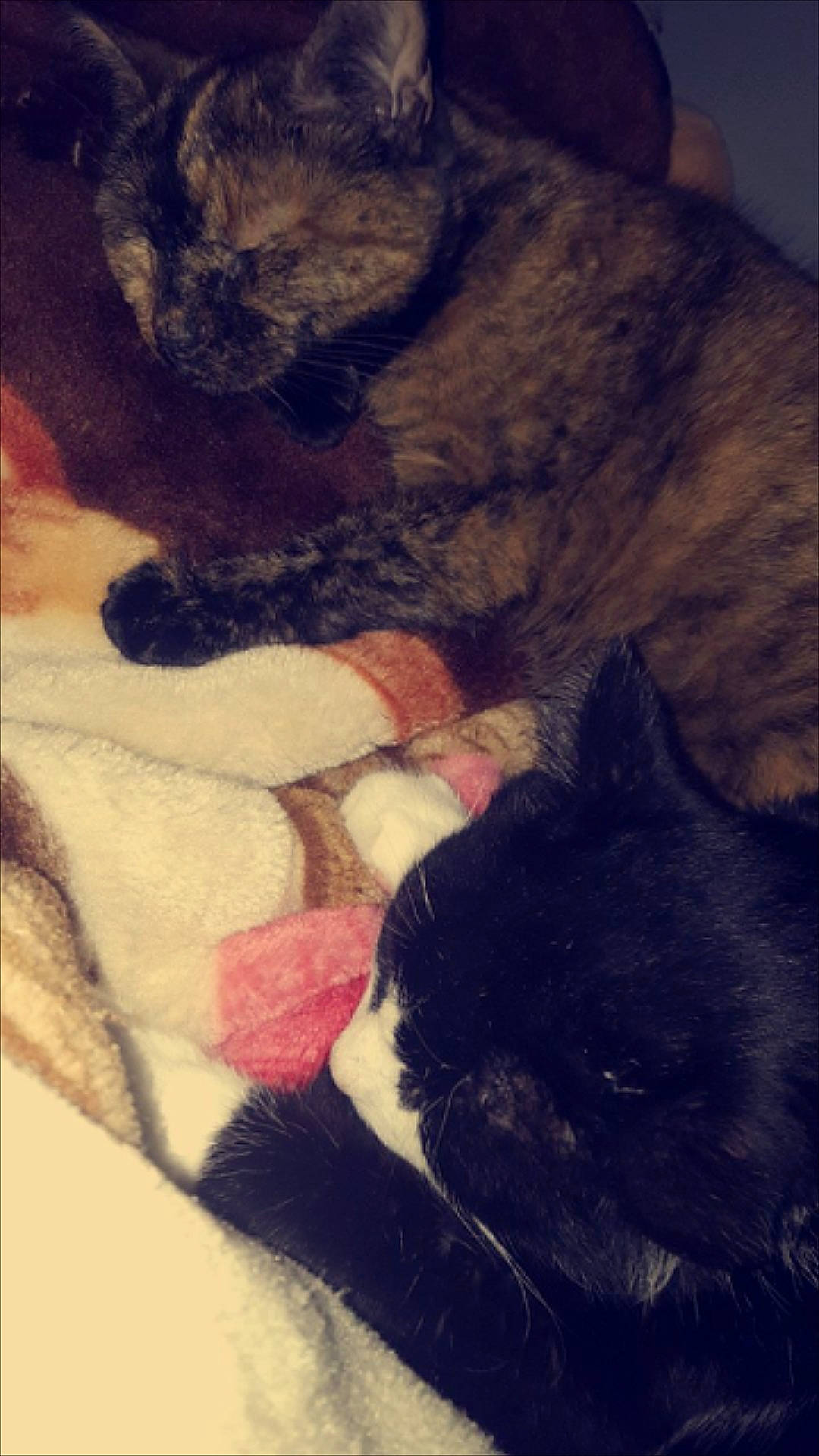 Angel joined the competition — help win amazing prizes! black_cat, canidae, carnivore, cat, dog_breed, ear, fawn, felidae, fur, nose, paw, skin, small_to_medium_sized_cats, snout, tail, whiskers