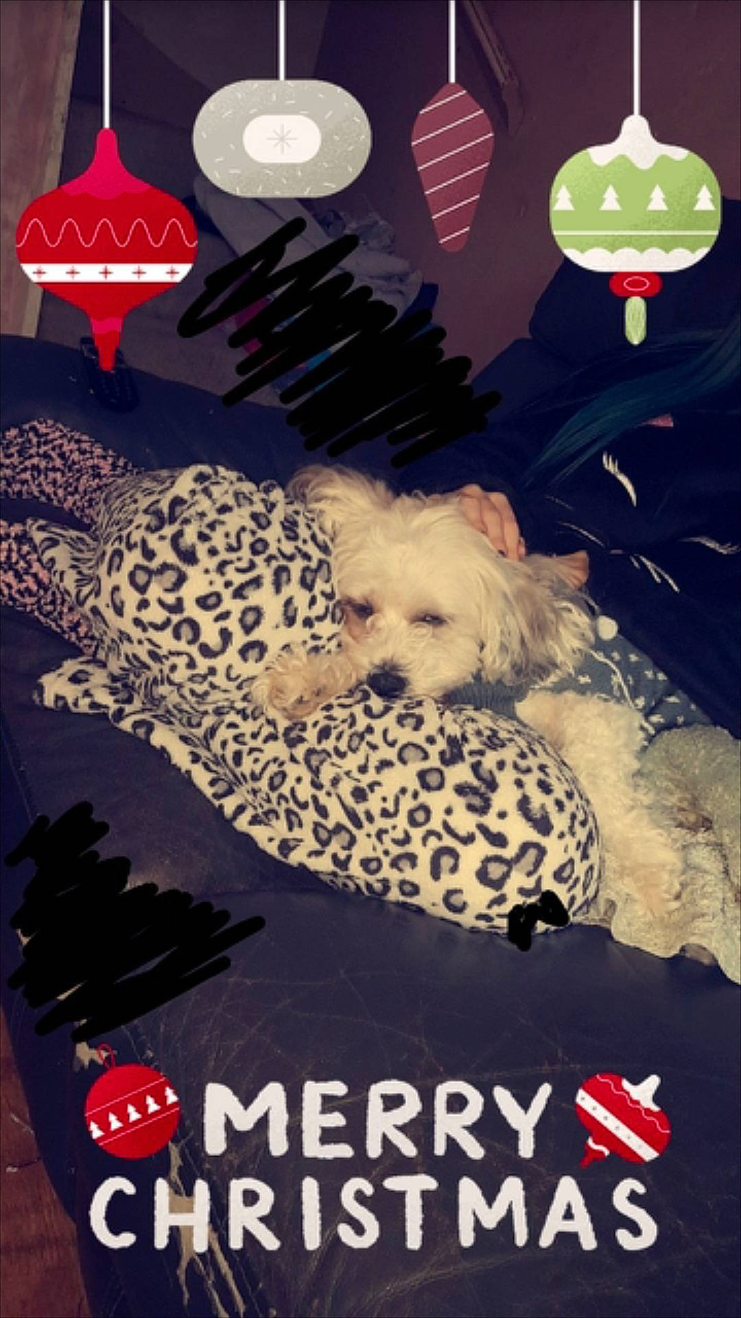 Ruby is registered to the contest to win money with this photo: non_sporting_group, photo_caption, poster