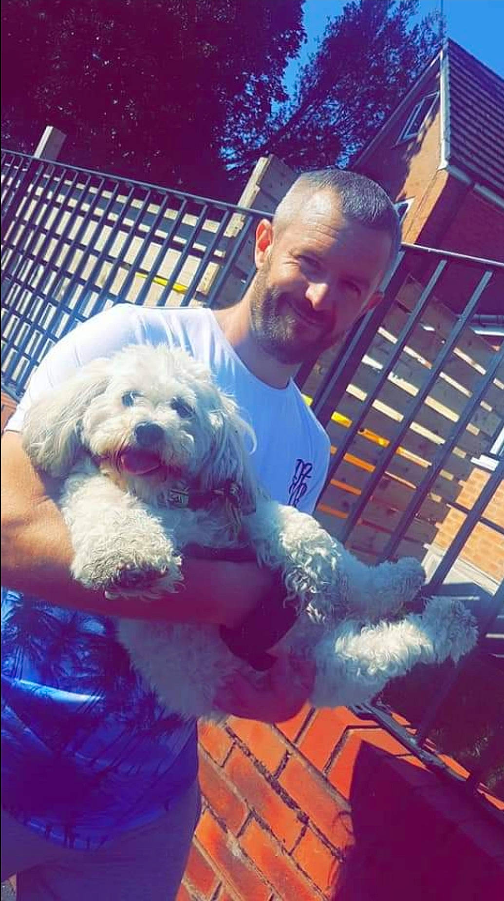 Ruby is registered to the contest to win money with this photo: bichon, canidae, carnivore, cockapoo, companion_dog, dog, dog_breed, labradoodle, maltese, non_sporting_group, schnoodle, sporting_group, toy_dog