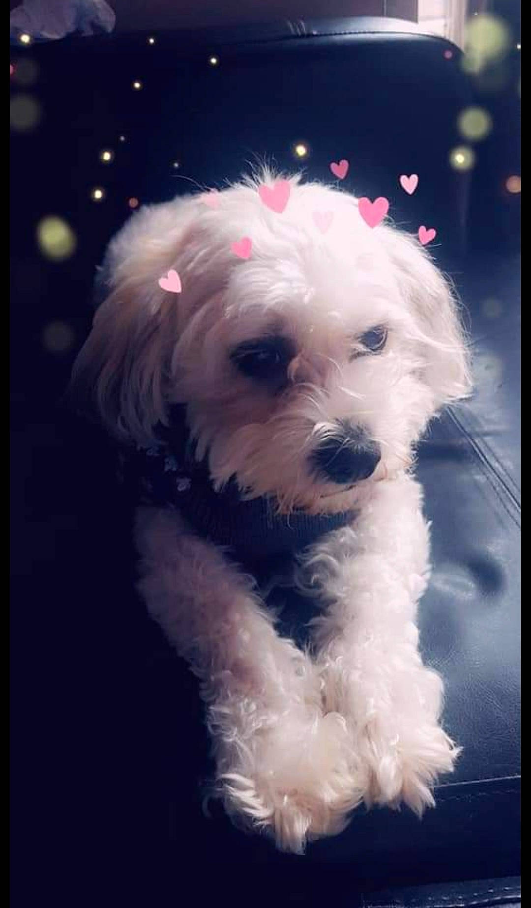 Ruby is registered to the contest to win money with this photo: bichon, bolognese, bolonka, canidae, carnivore, cockapoo, companion_dog, coton_de_tulear, dog, dog_breed, havanese, kyi_leo, maltepoo, maltese, mammal, morkie, puppy, schnoodle, toy_poodle, vertebrate